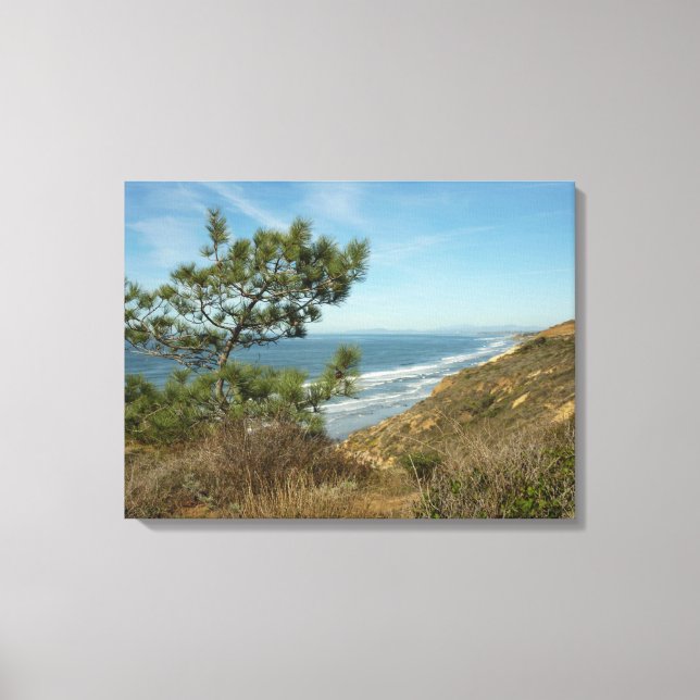 Torrey Pine and California Coastline Landscape Canvas Print (Front)