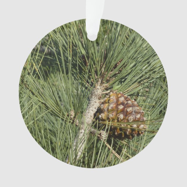 Torrey Pine Closeup California Botanical (devant)