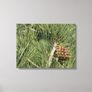 Torrey Pine Closeup California Botanical Canvas Print