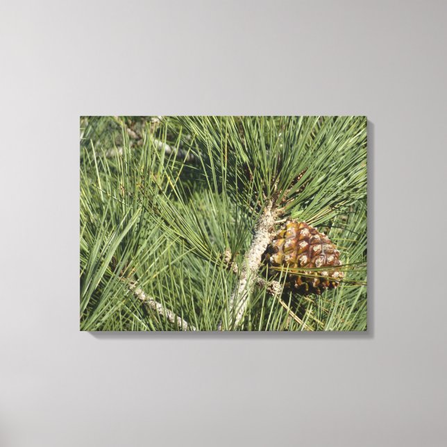 Torrey Pine Closeup California Botanical Canvas Print (Front)
