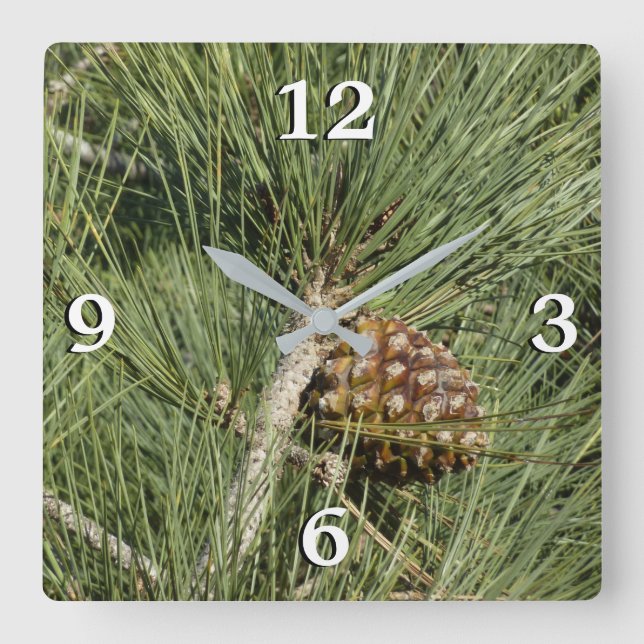 Torrey Pine Closeup California Botanical Square Wall Clock (Front)