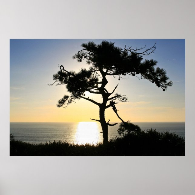 Torrey Pine Silhouette Matte Canvas Poster (Front)