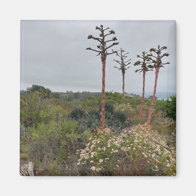Torrey Pines Tree Clusers in San Diego Photo Magnet (Front)