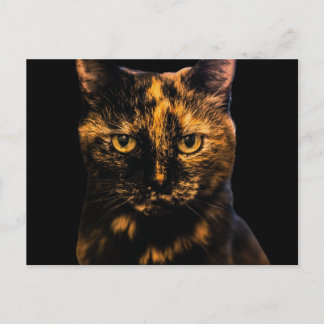 Tortie Cat Love Design #2 Postcard