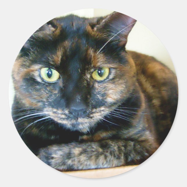 tortie cat stickers (Front)