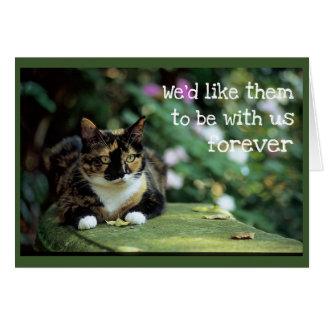 Tortie Chat sur le banc de jardin - Sympathie