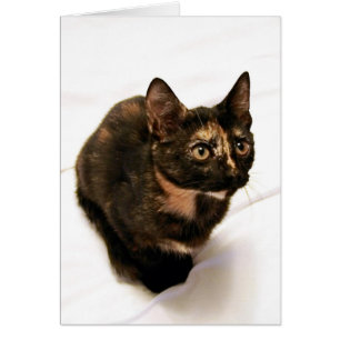 Tortitude Card