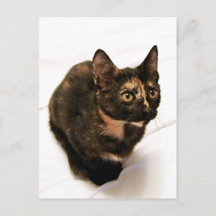 Tortitude Postcard