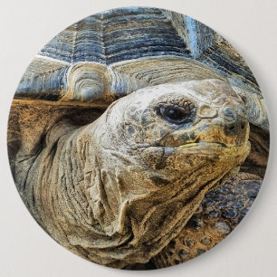 TORTOISE 6 INCH ROUND BUTTON