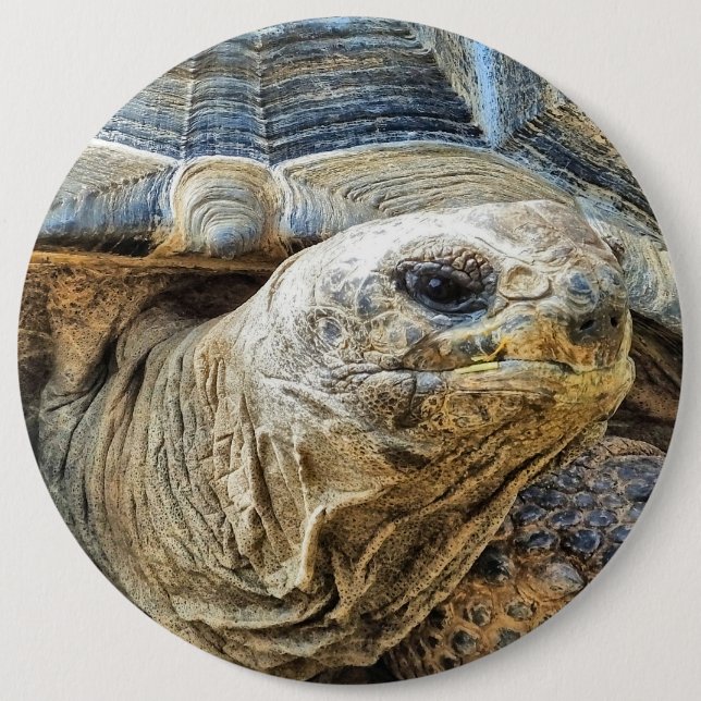 TORTOISE 6 INCH ROUND BUTTON (Front)