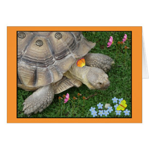 tortoise and flowers