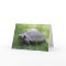 Tortoise Birthday Card