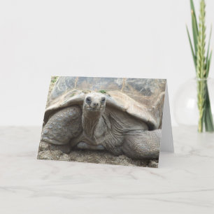 Tortoise Card Galapagos