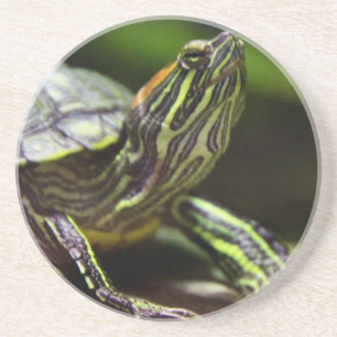 Tortoise Close Up Coaster