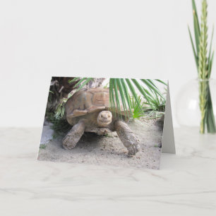 Tortoise Greeting Card
