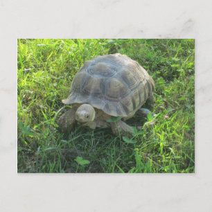 Tortoise in Grass Postcard