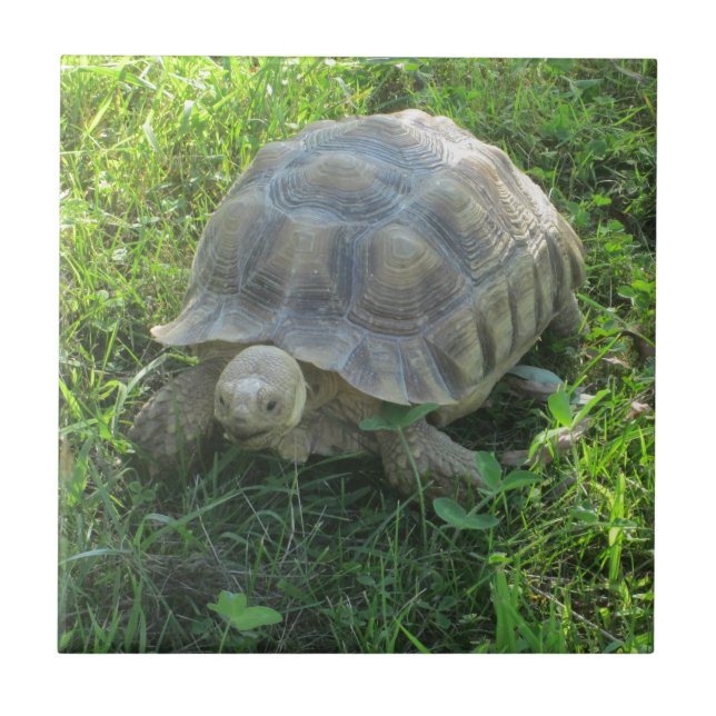Tortoise in Grass Tile (Front)