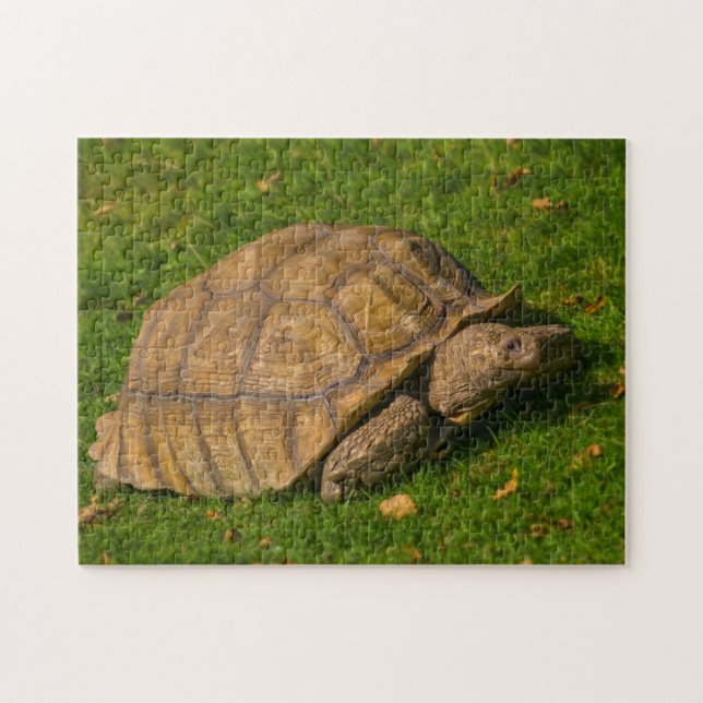 Tortoise Jigsaw puzzle (Horizontal)