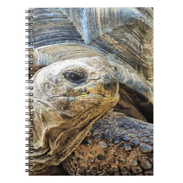 TORTOISE NOTEBOOK (Front)