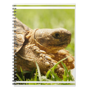 Tortoise Notebook