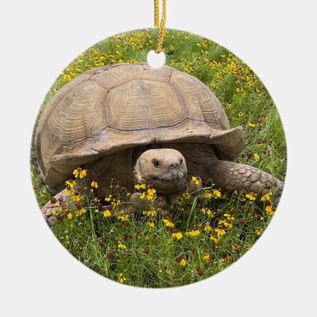 Tortoise Ornament  (Front)