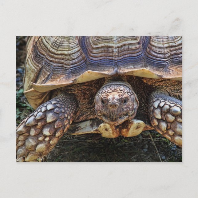 Tortoise Photo Postcard (Front)