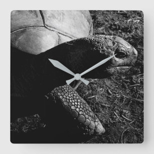Tortoise Photograph in Black and White Square Wall Clock