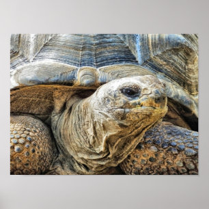 TORTOISE POSTER