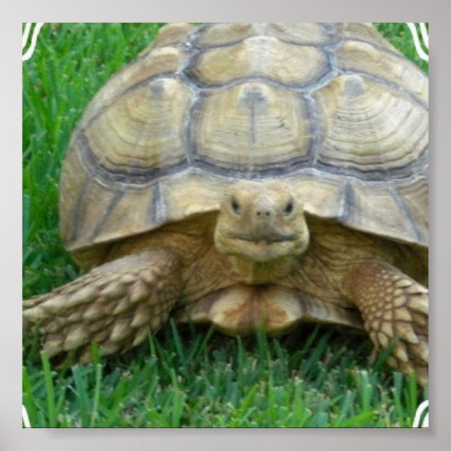 Tortoise Poster Print (Front)
