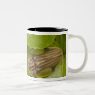 Tortoise shell beetle, cloud forest, Costa Rica Two-Tone Coffee Mug