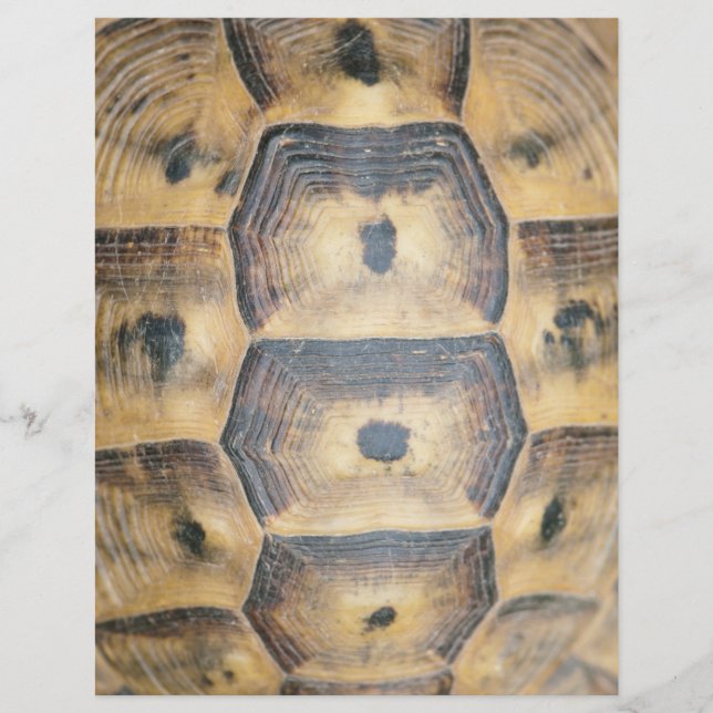Tortoise Shell Pattern Flyer (Front)