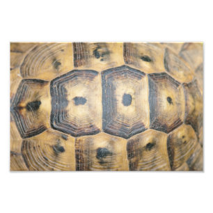 Tortoise Shell Pattern Photo Print
