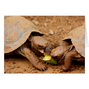 Tortoise Snack