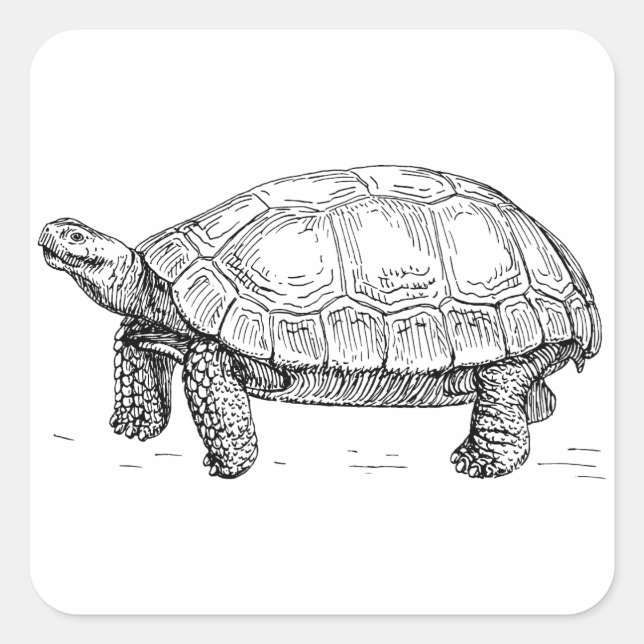 Tortoise Square Sticker (Front)