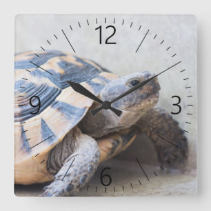 Tortoise Square Wall Clock