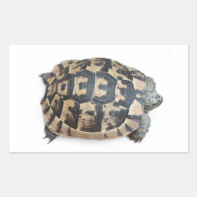 Tortoise Sticker (Front)