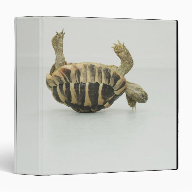 Tortoise upside down, balancing on shell binder (Front/Spine)