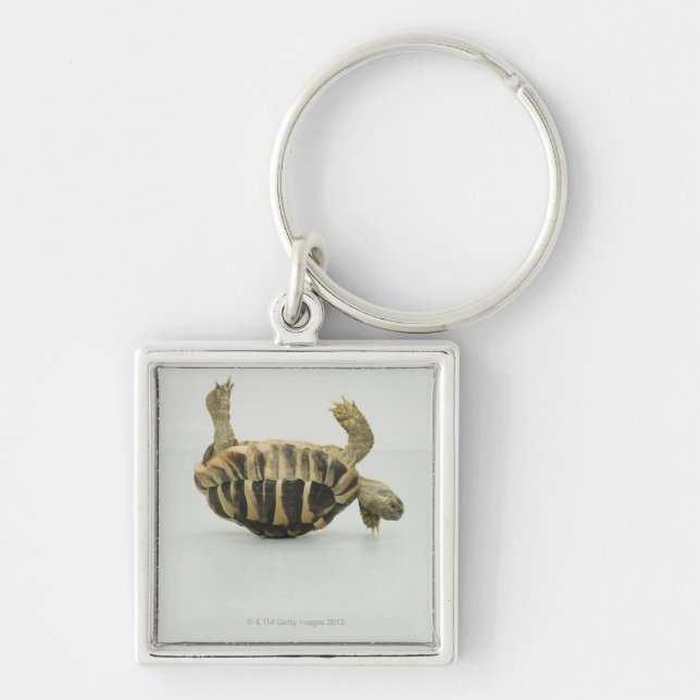 Tortoise upside down, balancing on shell keychain (Front)