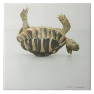 Tortoise upside down, balancing on shell tile