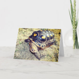 Tortoise with heart pattern Valentine Holiday Card
