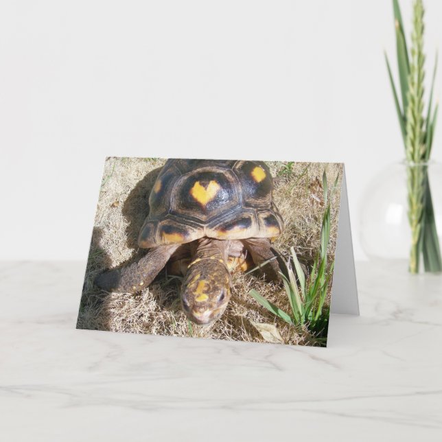 Tortoise with heart pattern Valentine Holiday Card (Front)