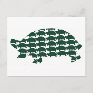 Tortoises Postcard