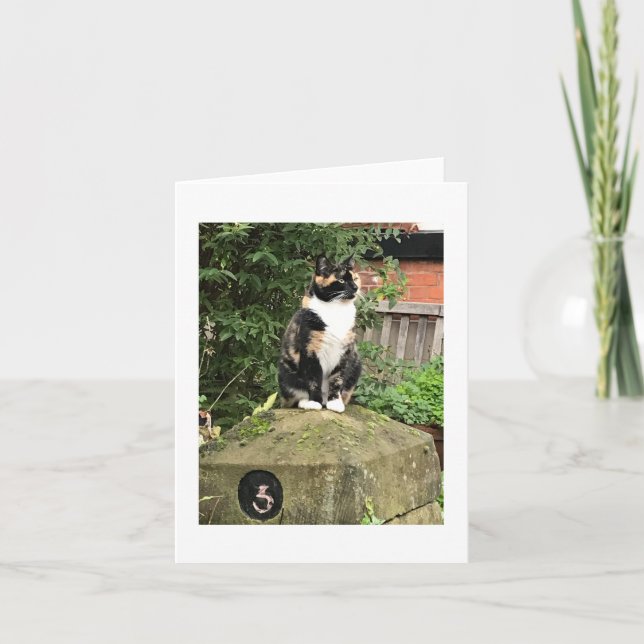 Tortoiseshell and White Calico Cat Card (Front)