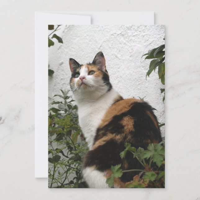 Tortoiseshell and White Cat (Front)