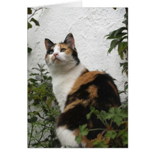 Tortoiseshell and White Cat