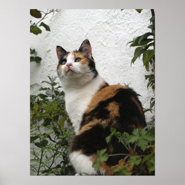 Tortoiseshell and White Cat Poster (Front)