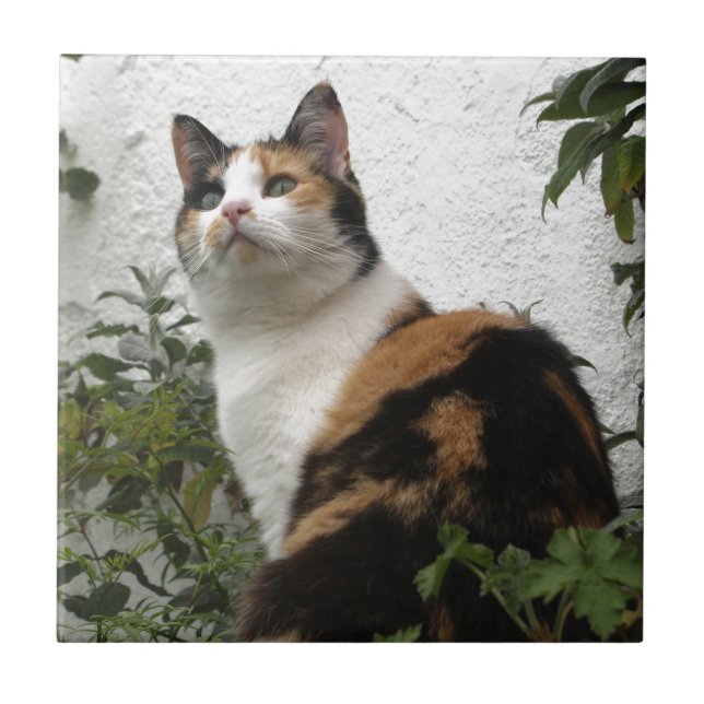 Tortoiseshell and White Cat Tile (Front)