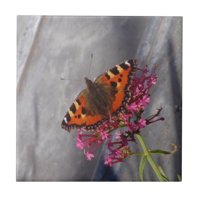 Tortoiseshell Butterfly Tile (Front)