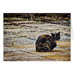 Tortoiseshell Cat