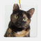 Tortoiseshell Cat